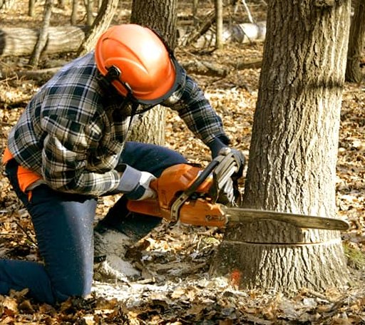 Tree Removal in Quinton, OK